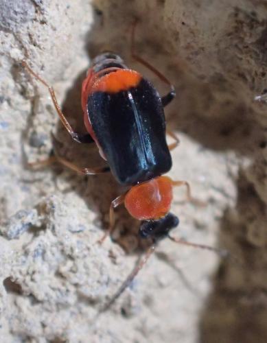Réf. 208 863 : Ebaeus collaris